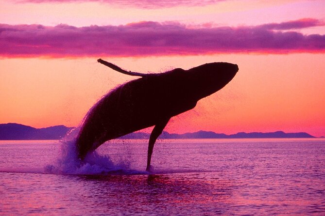 Whale Watching & Limón Waterfall Day Trip - Horse Ride Through Coffee, Cocoa, and Tropical Fruit