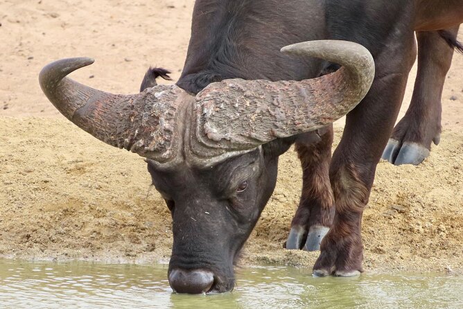 Wildlife Safari, Olive, Beer/Wine Tasting Day Tour from Cape Town - Why this Cape Town combo of safari plus tastings works