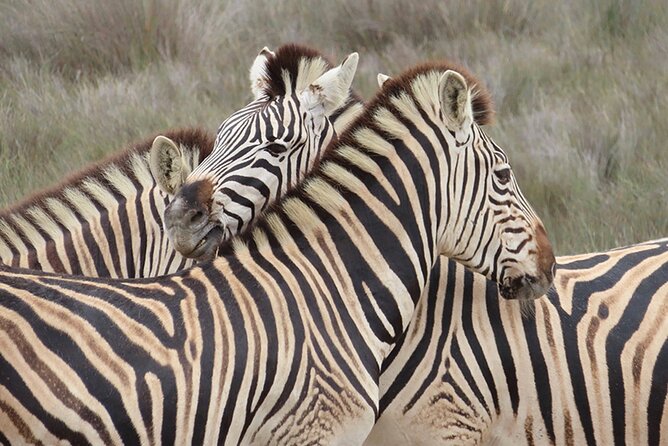 Wildlife Safari, Olive, Beer/Wine Tasting Day Tour from Cape Town - Buffelsfontein game drive: what to expect from the reserve