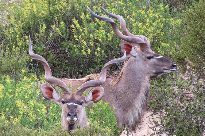 Wildlife Safari, Olive, Beer/Wine Tasting Day Tour from Cape Town - Darling Sweet toffee stop: a short break that’s easy to like