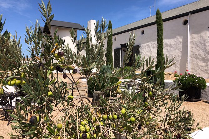 Wildlife Safari, Olive, Beer/Wine Tasting Day Tour from Cape Town - Darling Brew: carbon-neutral brewery, lunch timing, and beer tasting at your pace