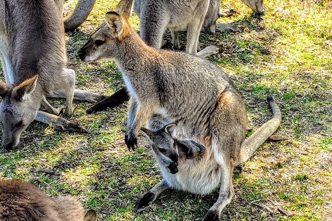 Wildlife, Waterfalls and Wine Day Tour from Sydney - Boutique wine tasting: a small win for the end of the day