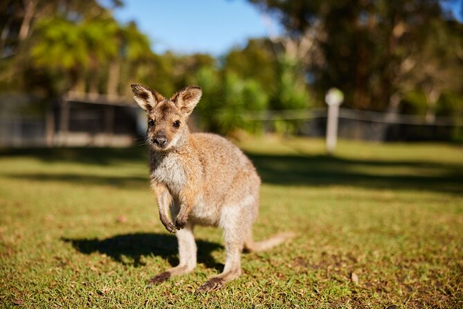 Wildlife, Waterfalls and Wine Day Tour from Sydney - Small group max 11: why the day feels more personal