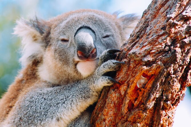 Wildlife, Waterfalls and Wine Day Tour from Sydney - Symbio Wildlife Park: koalas and conservation, up close