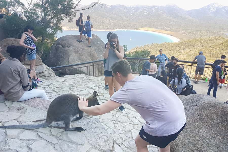 Wineglass Bay & Freycinet National Park Day Trip from Hobart - The big idea: a guided day that hits Freycinet hard