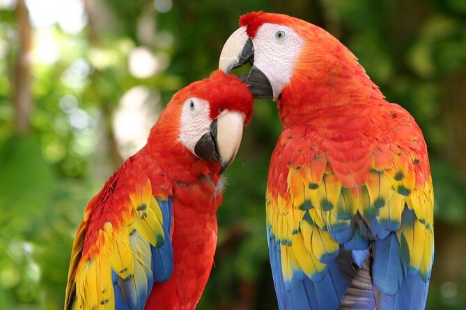 Xcaret Park Day Trip, transportation and Cultural Night Show - Key things to know before you go