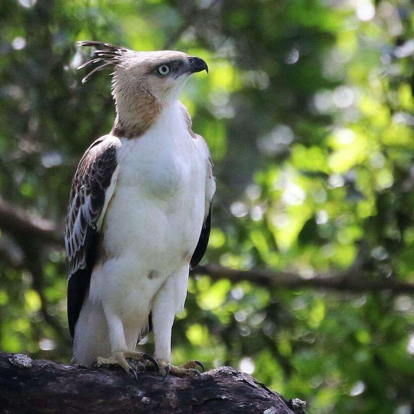 Yala National Park: All Inclusive Private Safari Day Trip - Key things to know before you go
