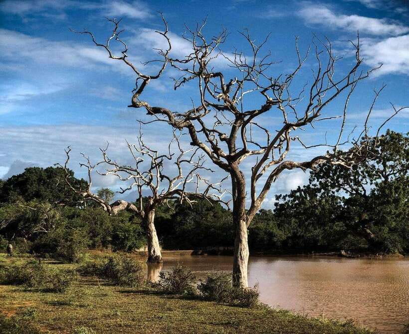 Yala National Park: All Inclusive Private Safari Day Trip - Yala in a single day: what this private safari really means
