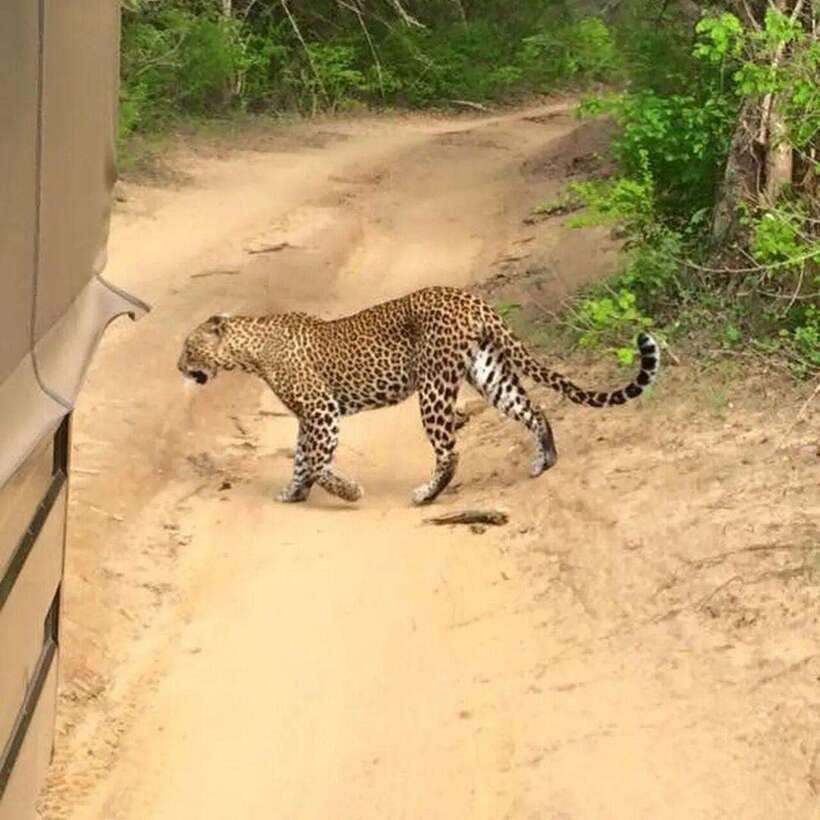 Yala National Park: All Inclusive Private Safari Day Trip - Inside Yala: how the 4-hour safari is likely to play out