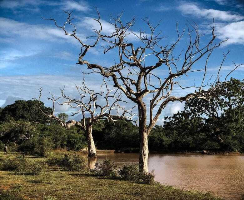 Yala National Park: All Inclusive Private Safari Day Trip - Lunch and what’s included (so you’re not stuck hungry)