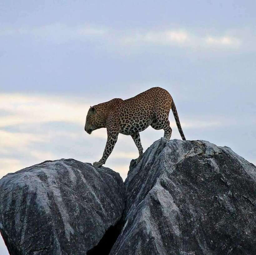 Yala National Park: All Inclusive Private Safari Day Trip - Price reality check: is $140 per person good value?