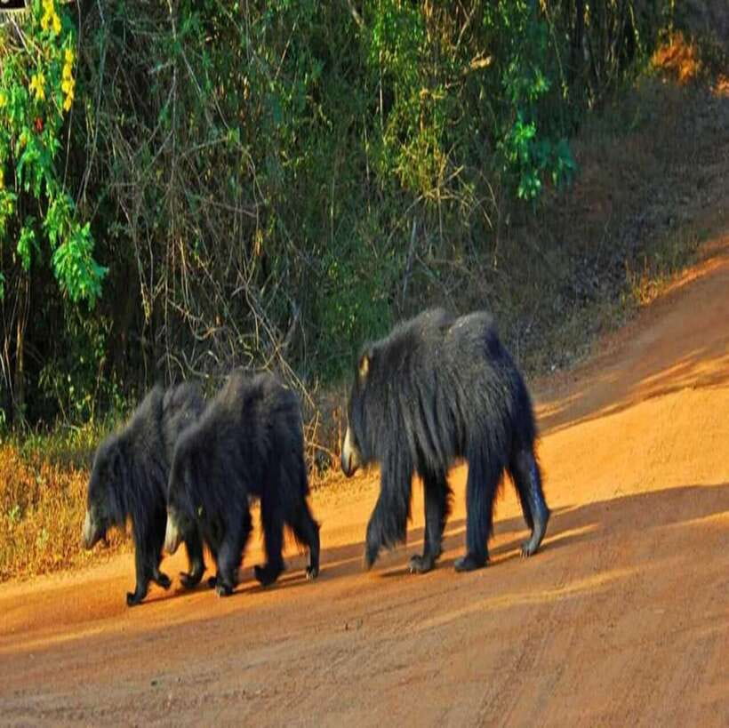 Yala National Park: All Inclusive Private Safari Day Trip - Who should book this Yala private safari day trip?