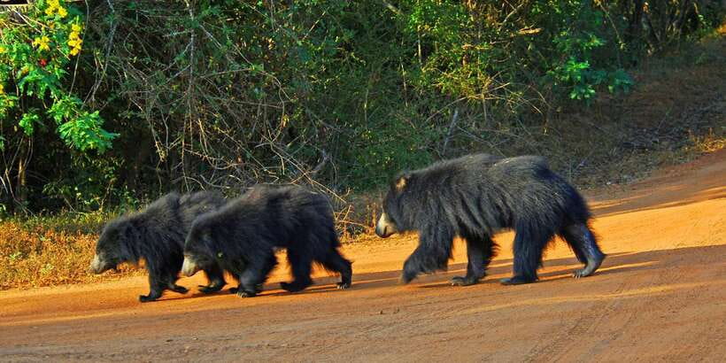 Yala National Park: Private Safari Day Trip with Lunch - Key things you’ll notice