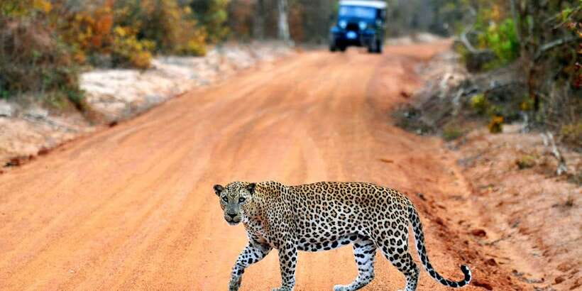 Yala National Park: Private Safari Day Trip with Lunch - Morning vs evening safari timing (and what it changes)