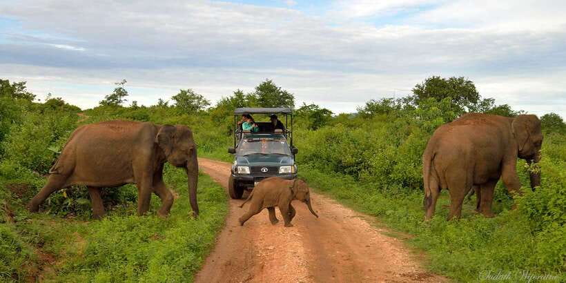 Yala: Private Safari Day Trip with Lunch & Entry Fees - Morning (4–6am) vs evening (10am–12pm): how to choose your timing