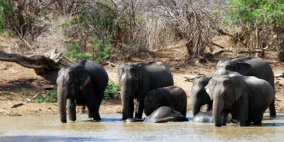 Yala: Private Safari Day Trip with Lunch & Entry Fees - Getting to Kotapola / Yala area: pickup coverage is wide