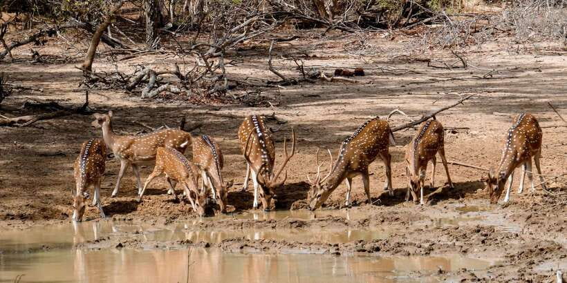 Yala: Private Safari Day Trip with Lunch & Entry Fees - Transport and guide support: what you’re paying for beyond the jeep