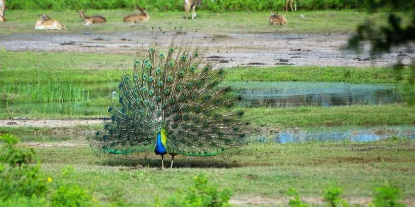 Yala: Private Safari Day Trip with Lunch & Entry Fees - Who should book this Yala private day trip