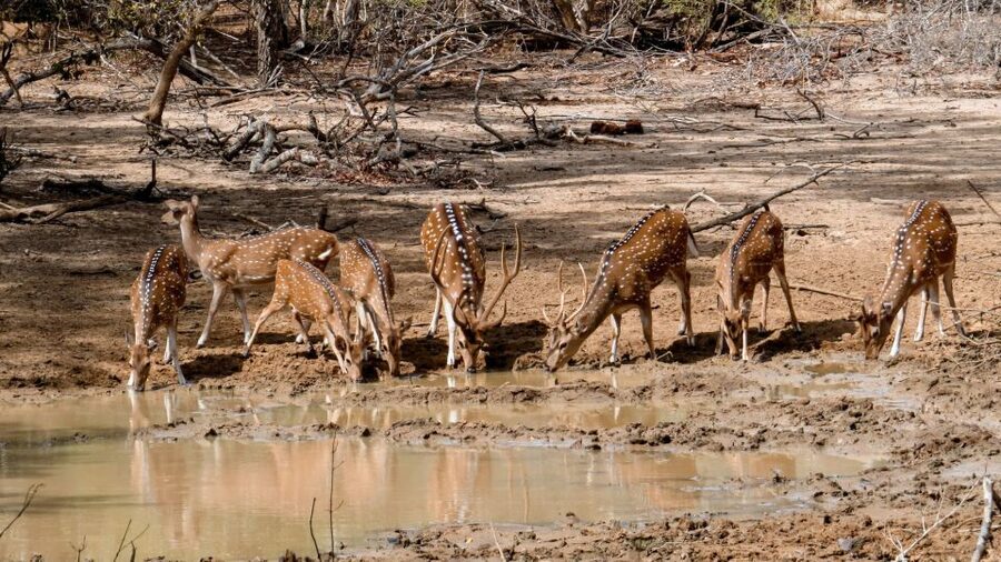 Yala: Private Safari Day Trip with Lunch & Entry Fees - Should you book this Yala private safari day trip?