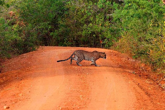 Yala Safari Day Trip from Bentota/ Kalutara/ Ahungalla/ Hikkaduwa - Key Points That Matter Before You Go