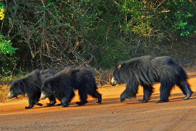 Yala Safari Day Trip from Bentota/ Kalutara/ Ahungalla/ Hikkaduwa - Why Yala Is Such a Big Deal (Even When Leopards Don’t Cooperate)