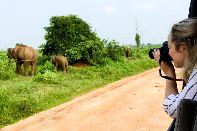 Yala Safari Day Trip from Bentota/ Kalutara/ Ahungalla/ Hikkaduwa - From Your Hotel to the Park: How the Day Flows