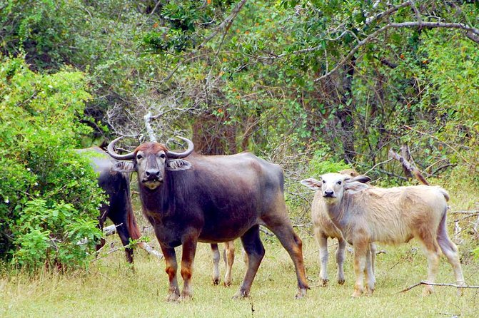 Yala Safari Day Trip from Bentota/ Kalutara/ Ahungalla/ Hikkaduwa - Inside Yala: The 4-Hour Jeep Safari Experience