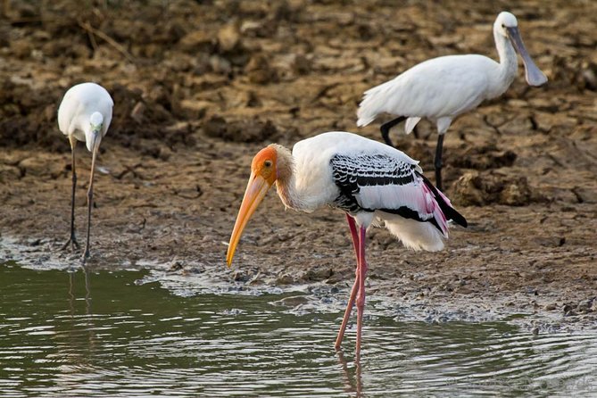 Yala Safari Day Trip from Bentota/ Kalutara/ Ahungalla/ Hikkaduwa - Lunch and Small Comforts That Make the Long Day Easier