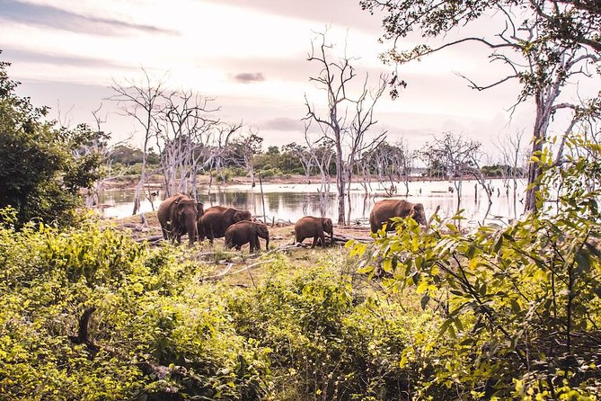 Yala Safari Day Trip from Bentota/ Kalutara/ Ahungalla/ Hikkaduwa - Private, English-Speaking Transport: Why That Changes the Mood