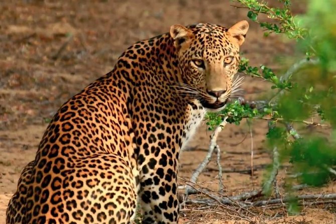 Yala Safari Day Trip from Bentota/ Kalutara/ Ahungalla/ Hikkaduwa - What I’d Pack for This Safari Day Trip