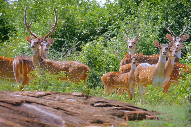 Yala Safari Day Trip from Bentota/ Kalutara/ Ahungalla/ Hikkaduwa - Pickup Times and the Two Ways to Do This Day Trip