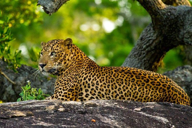 Yala Safari Private Day Trip with Return Transport -All Inclusive - Lunch, bottled water, and staying comfortable during a long drive