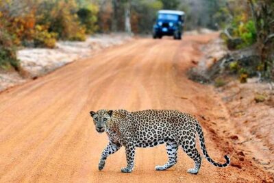 Yala Safari Private Day Trip with Return Transport -All Inclusive - Leopard luck, sloth bears, and what to do when jeeps crowd in