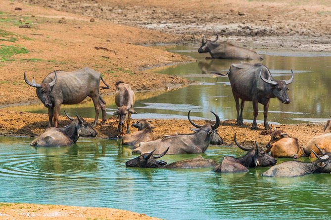 Yala Safari Private Day Trip with Return Transport -All Inclusive - That “Bentota Travel Mart” stop: what you can expect with no extra ticket