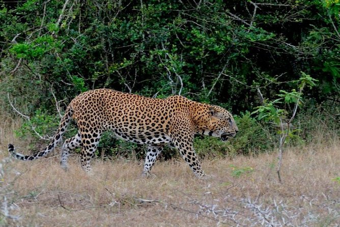 Yala Safari Private Day Trip with Return Transport -All Inclusive - How to set yourself up for a better safari day