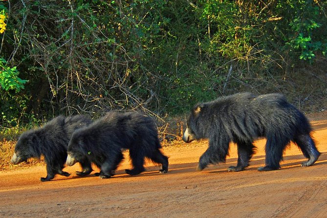 Yala Safari Private Day Trip with Return Transport -All Inclusive - Who this Yala safari suits best