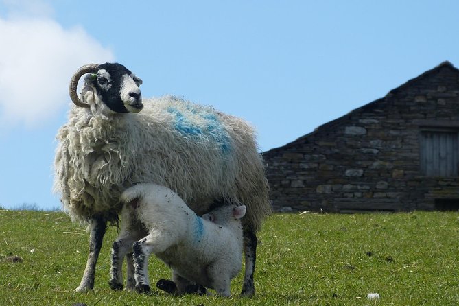 Yorkshire Dales Day Trip from York - Hawes and Wensleydale Creamery: cheese sampling, lunch options, and time to browse