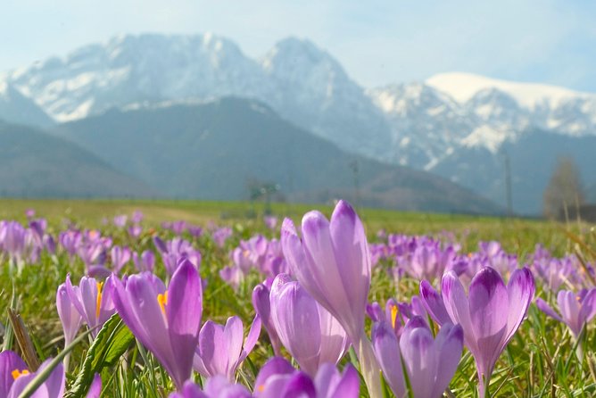 Zakopane and Tatras Mountains Day Tour from Krakow - Krupówki Street: your structured free time for lunch and shopping