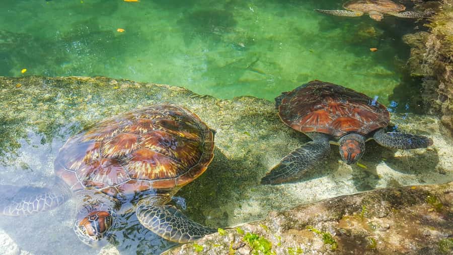Zanzibar: Nungwi Turtle Aquarium Guided Half-Day Trip - Nungwi Aquarium: what makes this turtle visit feel more meaningful