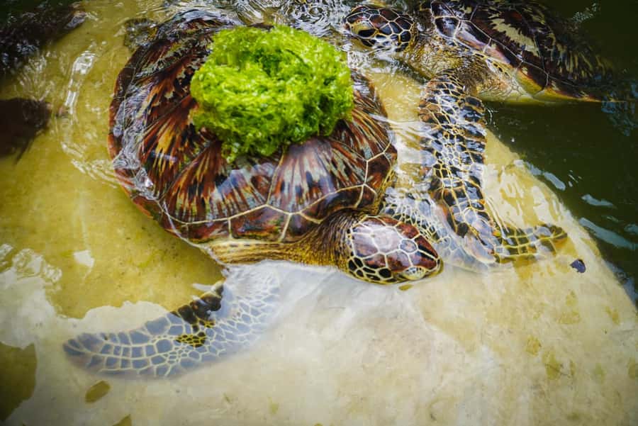 Zanzibar: Nungwi Turtle Aquarium Guided Half-Day Trip - Inside the turtle area: feeding rules that keep it respectful