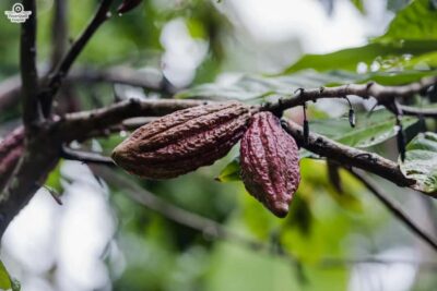 Zanzibar: Stone Town, Spice Tour, Prison Island with Lunch - Spice farm visit: the part you’ll remember after Stone Town fades