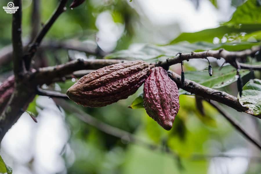 Zanzibar: Stone Town, Spice Tour, Prison Island with Lunch - Spice farm visit: the part you’ll remember after Stone Town fades