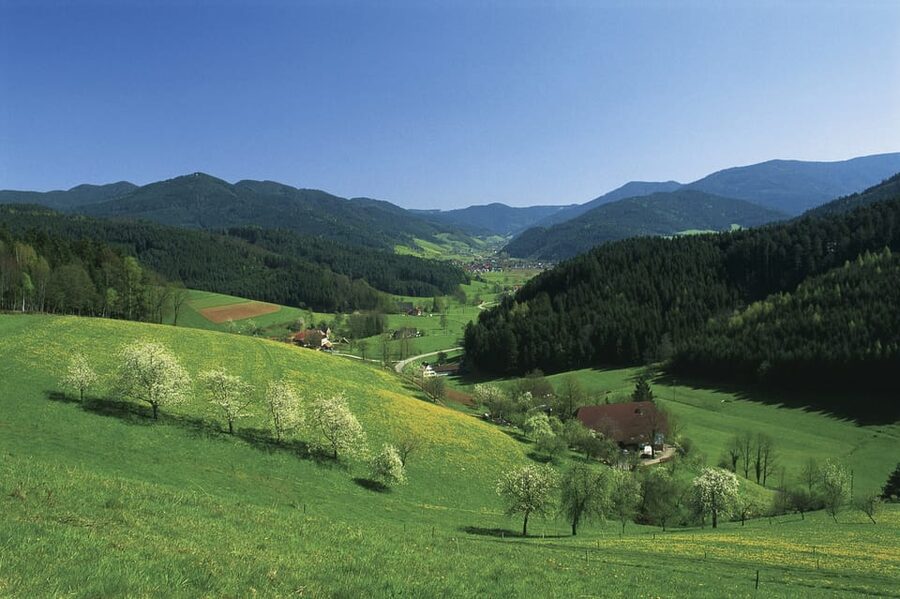 Zurich: Black Forest, Titisee, and Rhine Falls Bus Day Trip - Rhine Falls: the 150-meter spectacle (and why your photos will improve)
