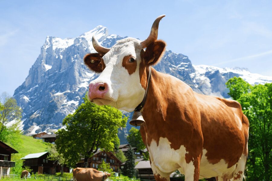 Zurich: Rhine Falls, Chocolate & Cheese Factory Day Trip - Appenzeller Schaukäserei: A Cheese-Dairy Visit Focused on Culture